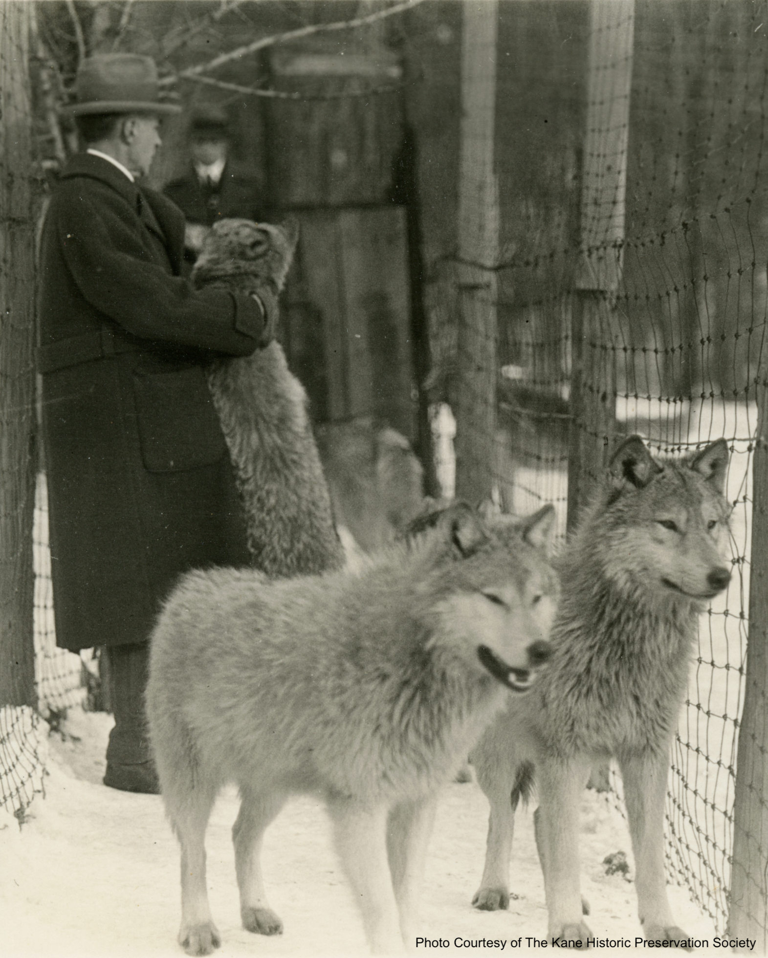 Dr. McCleery with three wolves.